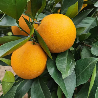储褚【精选】湖北脐橙血橙 新鲜橙子中华红橙生鲜时令礼盒