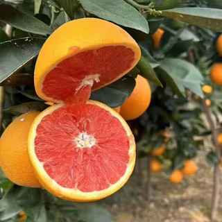 储褚【精选】湖北脐橙血橙 新鲜橙子中华红橙生鲜时令礼盒