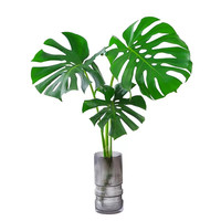 狄古 龟背竹盆栽老桩室内净化空气天堂鸟大叶客厅常青观叶绿植水培植物