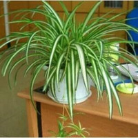 仟草集 吊兰绿植盆栽室内盆栽花卉绿植物花卉盆栽土培水培吊兰 不含盆 金心吊兰整盆苗3-5棵