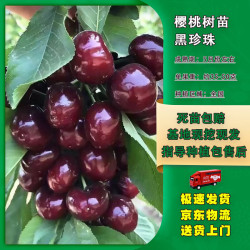 嫣蓝 大樱桃苗 黑珍珠 2.5-3公分粗 盆栽