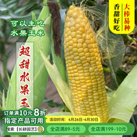 长耕 超甜水果玉米种子特大易种甜玉米种孑四季甜糯玉米种籽大全新品种 浙甜19玉米500克