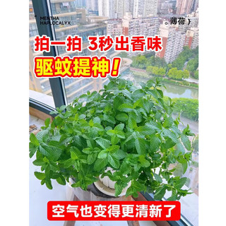 花翁薄荷盆栽食用水培薄荷叶苗新鲜绿植 中盆薄荷1盆(简易盆)源头直发