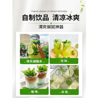 花翁薄荷盆栽食用水培薄荷叶苗新鲜绿植 中盆薄荷1盆(简易盆)源头直发