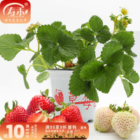 寿禾 带土带盆草莓苗1棵