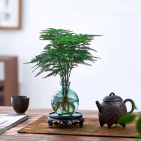 佰花锦 水培小玻璃瓶+文竹+圆形底座 整体高度约10-20cm/不同植物高度不同