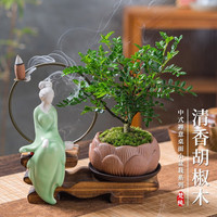 开时果 清香胡椒木盆栽 办公室内桌面植物驱蚊草绿植源头直发 哥窑浅绿盆+苔藓+圆形底托