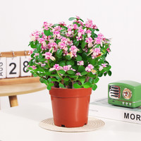 梵花拾光 金枝玉叶 多肉盆栽 含盆 吸甲醛防辐射