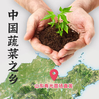 原起点辣椒苗朝天椒秧苗杭椒螺丝椒线椒牛角尖二荆条四季阳台蔬菜苗种子 【1棵装】杭椒苗