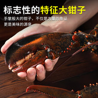贝鲜猫 加拿大 波士顿龙虾
