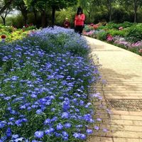 花e流蓝花亚麻种子多年生宿根花期长花卉种籽室内外盆栽耐寒耐旱易活 蓝花亚麻1000粒