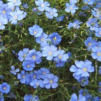 花e流蓝花亚麻种子多年生宿根花期长花卉种籽室内外盆栽耐寒耐旱易活 蓝花亚麻种子50克