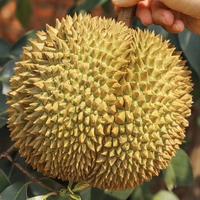 晨臻泰国金枕头榴莲鲜果 巴掌榴莲新鲜水果 软糯香甜 金枕榴莲2-2.5斤（单个榴莲）