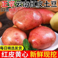 云南新鲜红皮黄心小土豆 9斤