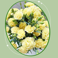 京云梦康乃馨盆栽带花苞四季开花庭院室内桌面母亲节绿植浓香型 康乃馨原土1盆（粉色）
