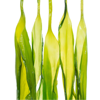 目海（Muhai） 头水鲜嫩海带苗 盐渍海带牙 裙带菜火锅三秒配料 凉拌海带苗 500g*5袋海带苗共2500g