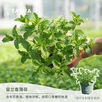 塔莎的花园 薄荷盆栽可食用猫柠檬苹果草莓薄荷好养活室内阳台植物 留兰香薄荷120 带盆栽好