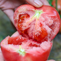 北蔬 水果西红柿种子种苗老品种大粉沙瓤菜种籽 粉果西红柿种子100粒