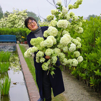 海蒂的花园中华木绣球斗球灌木花卉庭院大型造景木本植物盆栽树苗原盆原土 中华木绣球1加仑盆 含盆