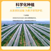 野里垣山西红富士隰县苹果 铂金款36°苹果礼盒装12枚7斤