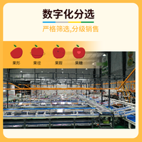 野里垣山西红富士隰县苹果 火箭筒款36°苹果25枚7.5斤