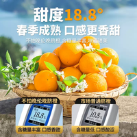京地达 源头直发 伦晚脐橙