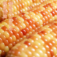 西双版纳香糯玉米小花糯紫糯低脂香甜拉丝真空包装袋粘糯即食苞米