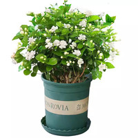 开时果 茉莉花盆栽浓香型 桌面绿植物阳台花卉树苗盆景摆件源头直发 精品茉莉花3-6株【加仑盆】 精品茉莉花3-6棵【加仑盆】