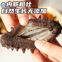 皇家麒麟 即食海参 即食大连刺参单个装辽刺参海参干货水产礼盒净含量500g 7A鲜食海参 3-5只/斤 一斤装