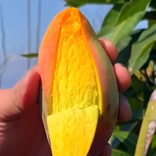 陇百味海南贵妃芒果新鲜树上熟芒果红金龙应季当季热带时令水果整箱特产 单果100g+净重4.5斤