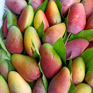 陇百味海南贵妃芒果新鲜树上熟芒果红金龙应季当季热带时令水果整箱特产 单果100g+净重4.5斤