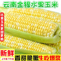 移动端、京东百亿补贴：土地母亲计划 云南金银水果玉米 新鲜当季蔬菜生吃甜玉米棒子带壳粘苞谷米 净重5斤 5-9根