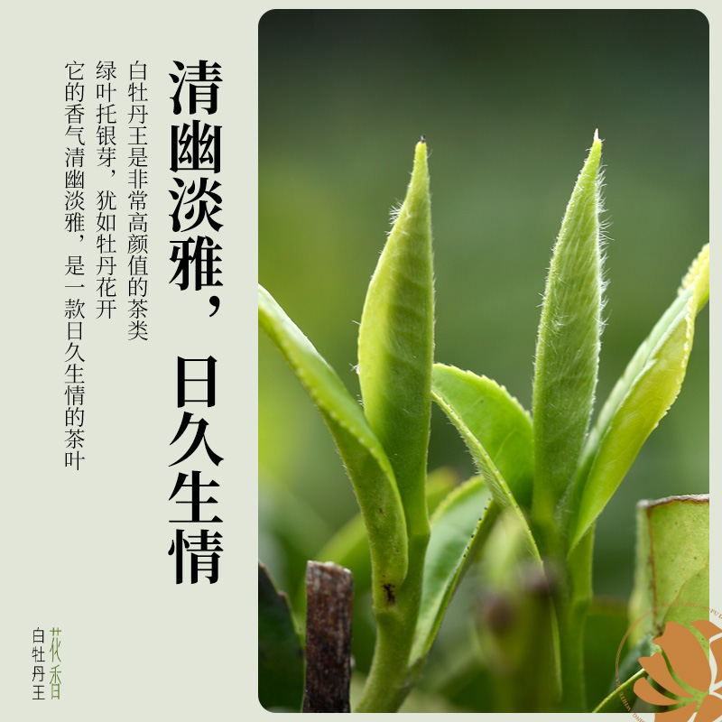 2025春茶馥益堂福鼎白茶花香白牡丹王特级白茶茶叶老树高山茶
