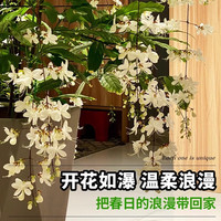 临雅垂丝茉莉盆栽带花苞老桩阳台室内垂吊风车易活绿植物花卉四季开花 垂丝茉莉20-25cm 带盆栽好