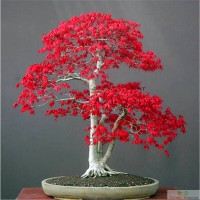 日本红枫 红舞姬 盆景苗 1年苗 高度30cm-50cm