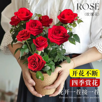 开时果 月季玫瑰花苗带花苞 四季开花特大花卉绿植物蔷薇花阳台盆栽 中国红【130#带花苞】 1盆（开花 包对版）