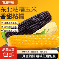 东北糯玉米棒 真空包装甜香粘糯玉米棒粗粮代餐苞米粘玉米 糯玉米3根 均重＞180g（黄白黑随机发）