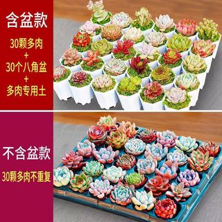 樱霞 多肉植物花卉盆栽多肉小盆栽肉肉花多肉植物 30棵多肉 不含盆