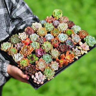 樱霞 多肉植物花卉盆栽多肉小盆栽肉肉花多肉植物 30棵多肉 不含盆