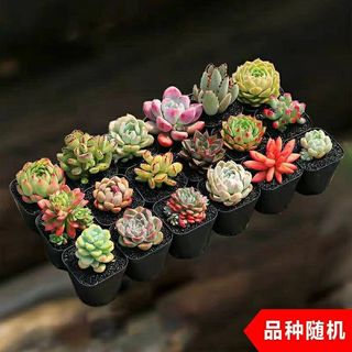 樱霞 多肉植物花卉盆栽多肉小盆栽肉肉花多肉植物 30棵多肉 不含盆