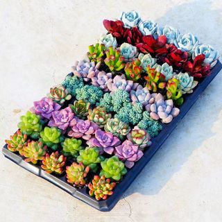 樱霞 多肉植物花卉盆栽多肉小盆栽肉肉花多肉植物 30棵多肉 不含盆