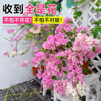 临雅三角梅花树苗盆栽带花老桩特大苗漳红樱室内阳台高端爬藤四季开花 【中国红】大苗约45-50cm