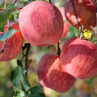 京觅洛川苹果红富士新鲜水果新果礼盒 净重8.6斤单果200g起源头直发