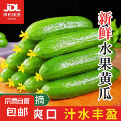 京喜加 山东水果黄瓜荷兰黄瓜嫩青瓜生吃蘸酱 泡沫箱 山东水果黄瓜 4斤 带箱