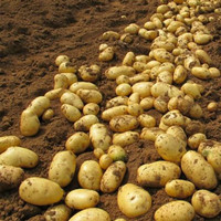 京地达2025新货山东黄心土豆 净重 新鲜蔬菜  洋芋源头直发包邮