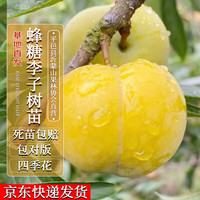 四万公里 40000KM 李子树蒙阳丰李蜂糖李子树苗嫁接苗果树苗木粗1-2cm源头直发