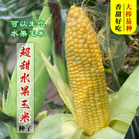 长耕 浙甜19 玉米种子 500克 金奖玉米