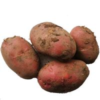 云南农家红皮黄心土豆种发芽高产土豆原种洋芋种子马铃薯种子秋季