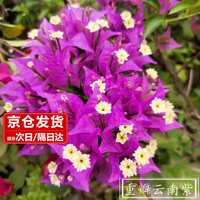 樱霞 复瓣云南紫3年苗 三角梅盆栽 紫色