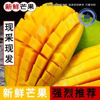 智洲 国产芒果 5.5-4.7斤/净含量2000g